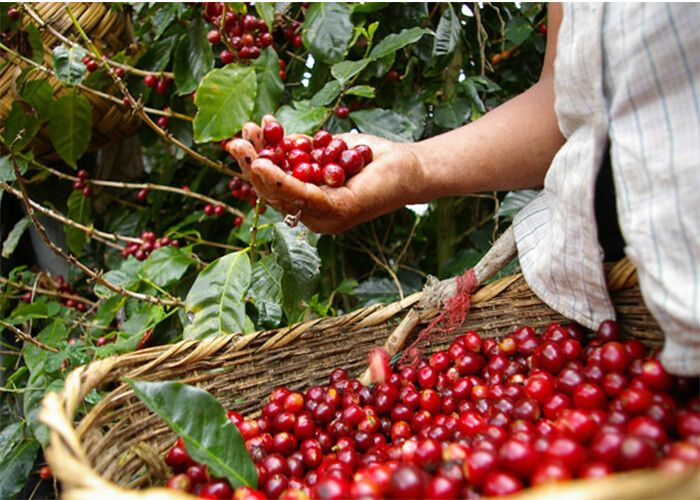 Hướng Dẫn Kỹ Thuật Chăm Sóc Cà Phê Giai Đoạn Nuôi Trái