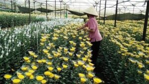 Agricultural Greenhouse Consultant Services 701