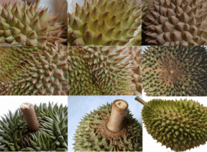 Durian Symbol Of Mystique