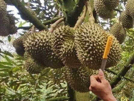 ĐỪNG ĐỂ CÚ GÕ LÀM MẤT CẢ MÙA SẦU RIÊNG