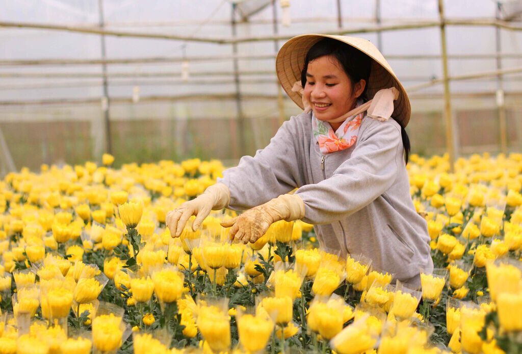 THIÊN AN BIO ĐỒNG HÀNH CÙNG NÔNG DÂN THÁI PHIÊN: GIẢI PHÁP SINH HỌC CHO VƯỜN HOA CÚC CẮT CÀNH