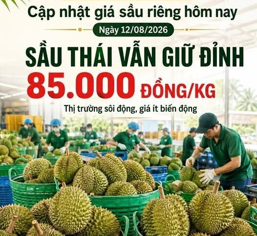 GIÁ SẦU RIÊNG HÔM NAY 12/08/2026 – SẦU THÁI GIỮ ĐỈNH