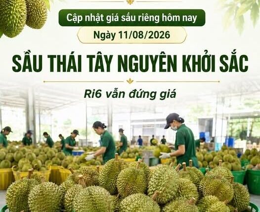 GIÁ SẦU RIÊNG HÔM NAY 11/08/2026 – Sầu Thái Tây Nguyên khởi sắc….