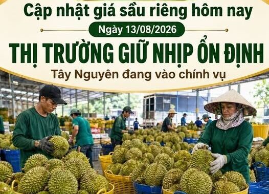 GIÁ SẦU RIÊNG HÔM NAY 13/08/2026 – THỊ TRƯỜNG GIỮ NHỊP ỔN ĐỊNH
