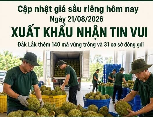 GIÁ SẦU RIÊNG HÔM NAY 21/08/2026 – XUẤT KHẨU NHẬN TIN VUI