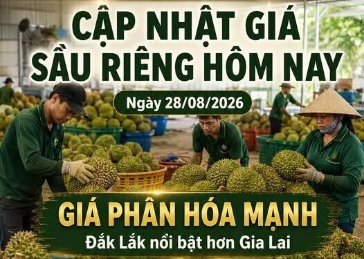 GIÁ SẦU RIÊNG HÔM NAY 28/08/2026