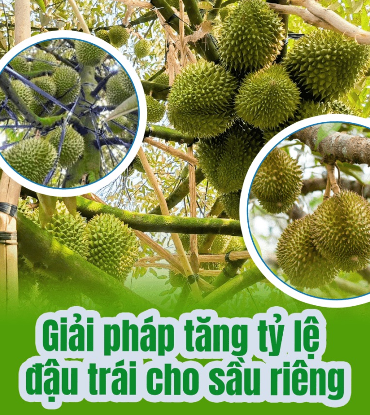 BÁC SỸ CÂY TRỒNG – Giải Pháp Giúp Sầu Riêng Đậu Quả Nhiều