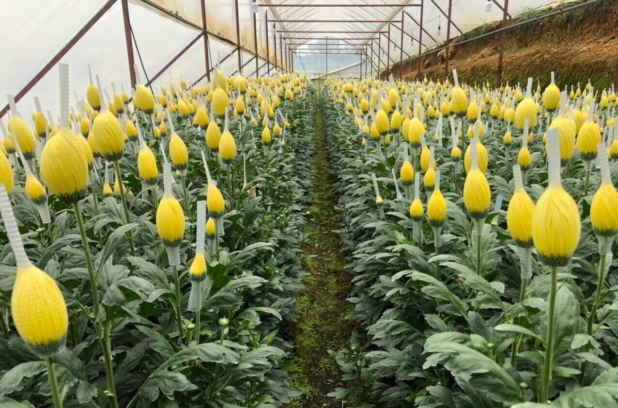 NẰM LÒNG KỸ THUẬT TRỒNG HOA CÚC – LÀM GIÀU KHÔNG KHÓ