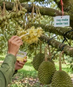 Thu Phan Nhan Tao Cho Sau Rieng 1